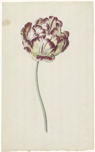 Tulip
