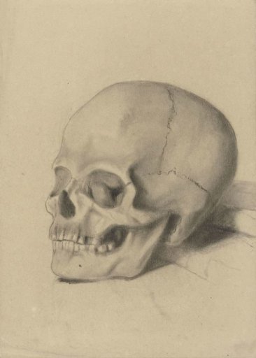 Skull
