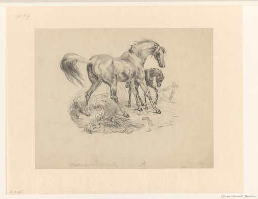 Arabian horse with foal