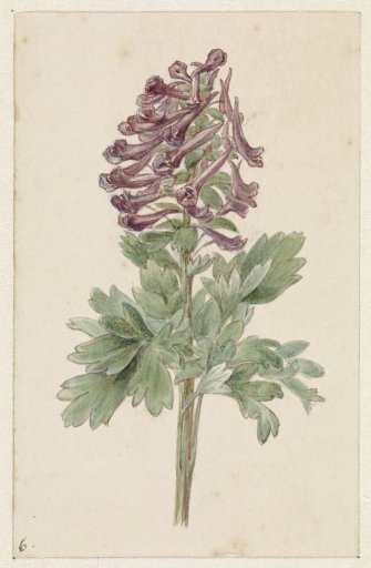 Blooming Corydalis bulbosa