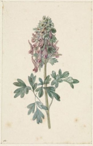 Blooming Corydalis bulbosa