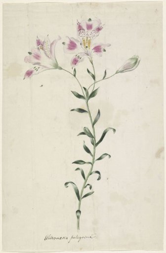 Lily (Alstromaria Pelegrina)
