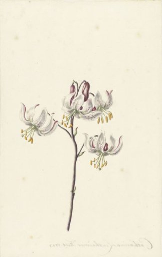 Stem with Four White Lilies