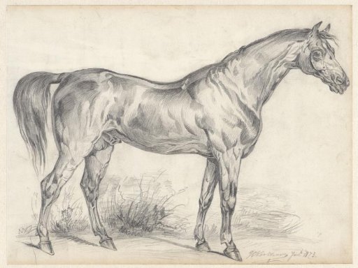 Horse seen from the side