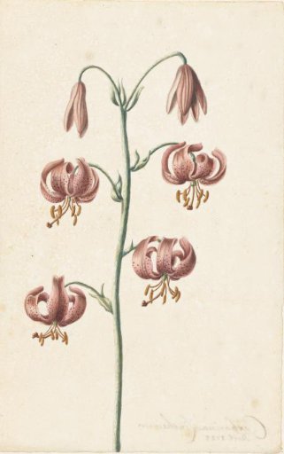 Sprig with Reddish-Brown Lilies