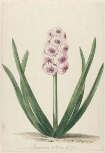 Hyacinth Named Surpasse Mine d'Or