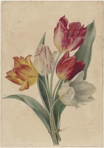 Bouquet of Tulips