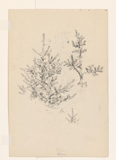 Spruce