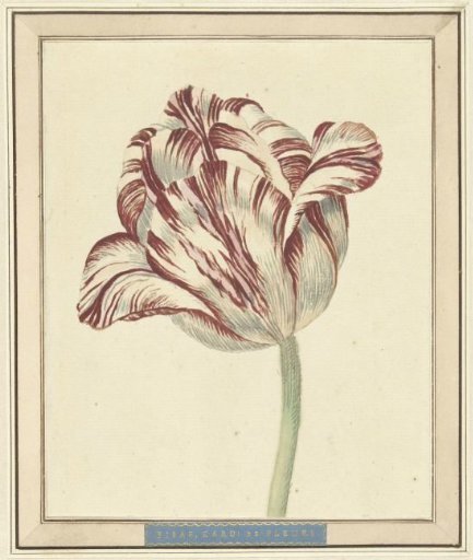Tulip, Named Bisar, Cardinal de Fleuri