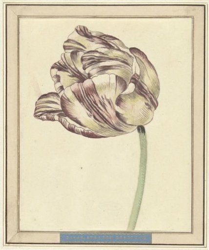 Tulip, Named Bisar, States General