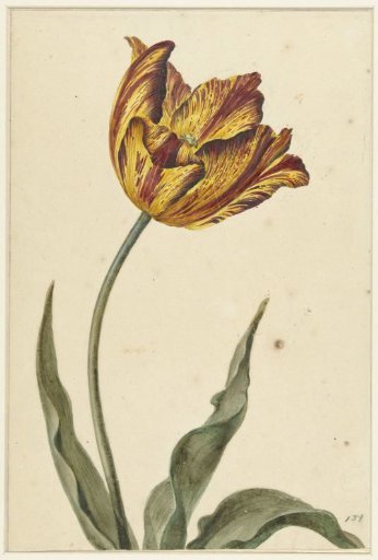 Yellow-orange-red tulip
