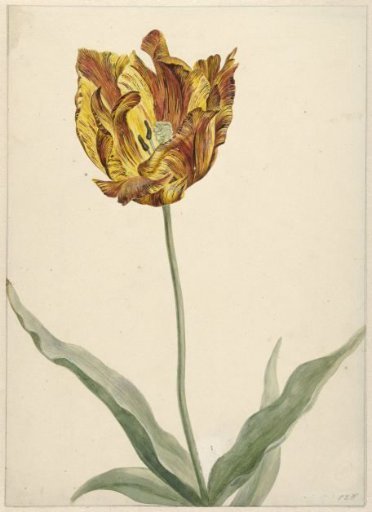 Tulip
