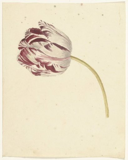 Red-and-white tulip