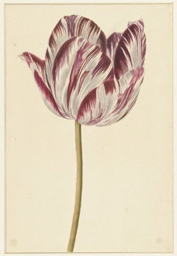 Red-and-white tulip