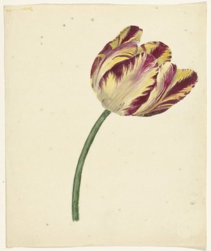 Yellow-red tulip