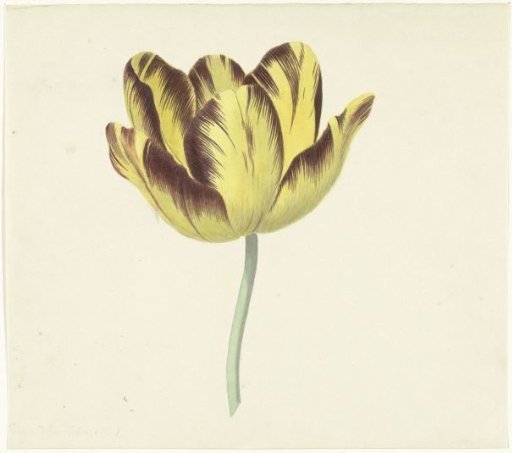 Tulip named Bizard Le Febure No. 1