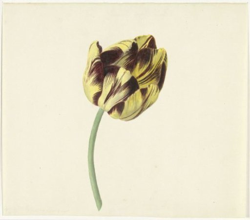 Tulip named Bizard Pontifex Romanus