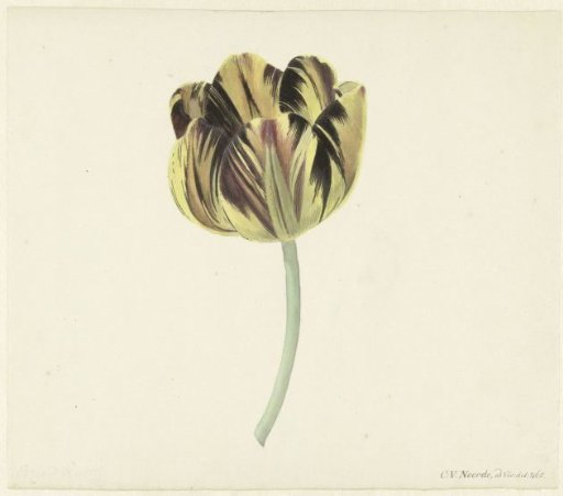 Tulip named Bizard Rosette