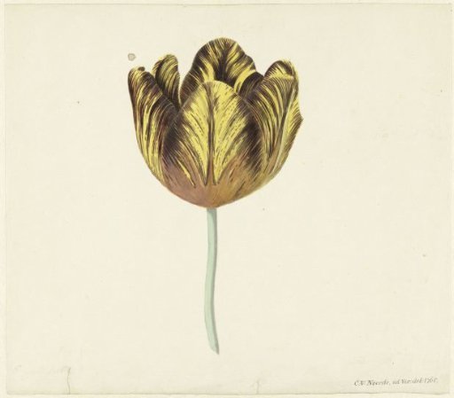 Tulip named Bizard Sub. A