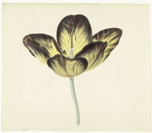 Tulip named Bizard Egiptienne