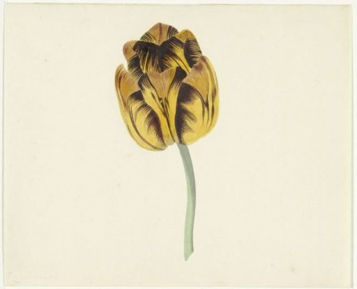 Tulip named Bizard Leodie