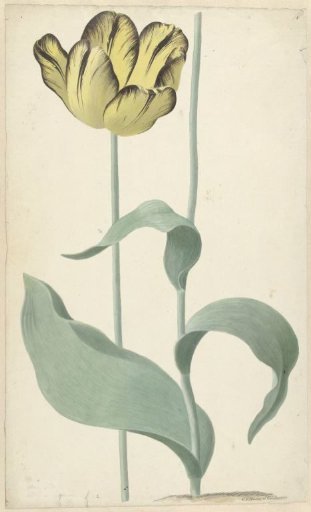 The tulip Bizard Louis d'Effroy