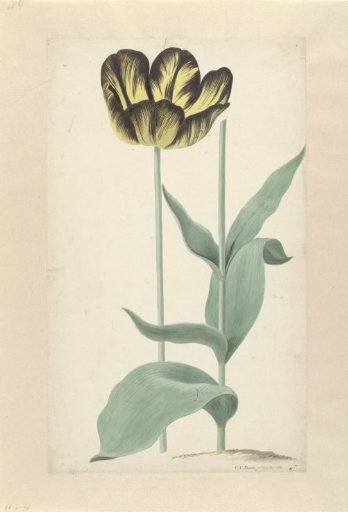 The tulip Bizard Catafalque