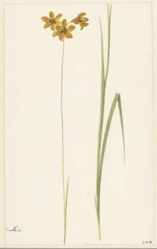 Ixia