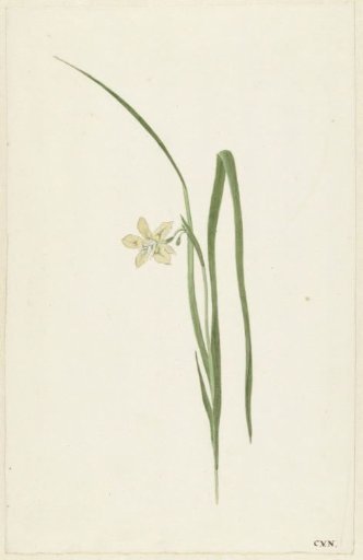 Iris