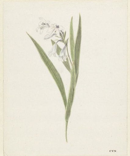 Freesia