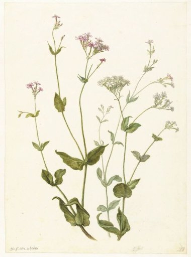 Bladder Senna and Sticky Catchfly
