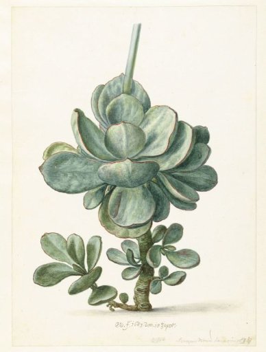 Succulent Plant (Cotyledon orbiculata?)