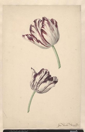 Two white-red tulips