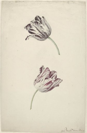Two Red-and-white Tulips