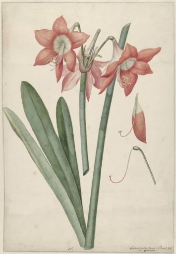 Amaryllis Haworthia Margaritiferas
