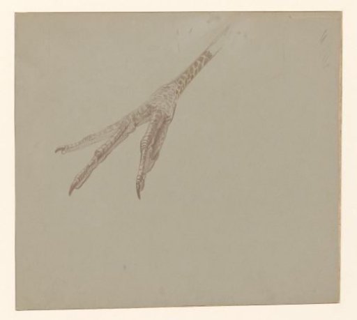 Bird's foot