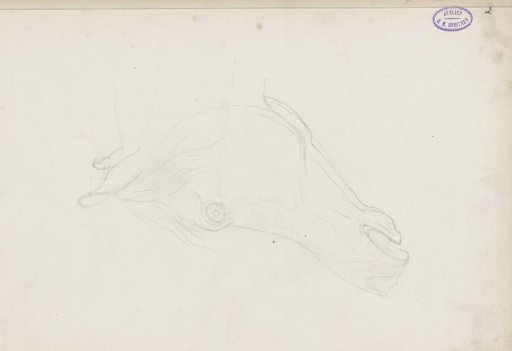 Horse's head
