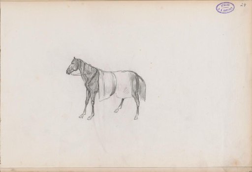Horse with a blanket