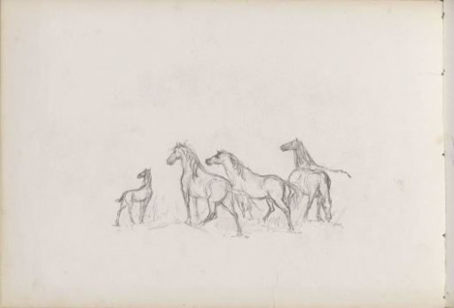 Horses and a foal