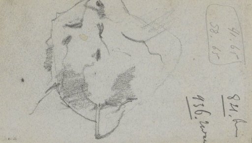 Head of a cat