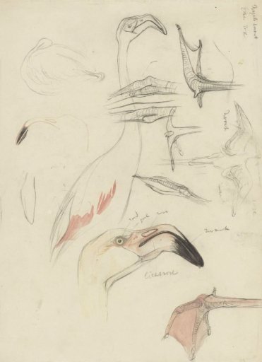 Studies of a Flamingo