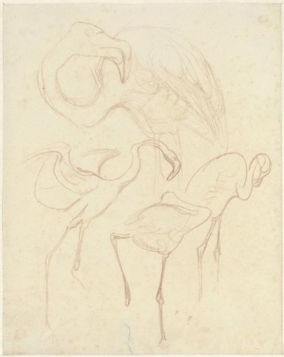 Studies of flamingos