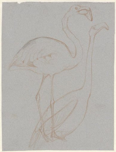 Two studies of a flamingo