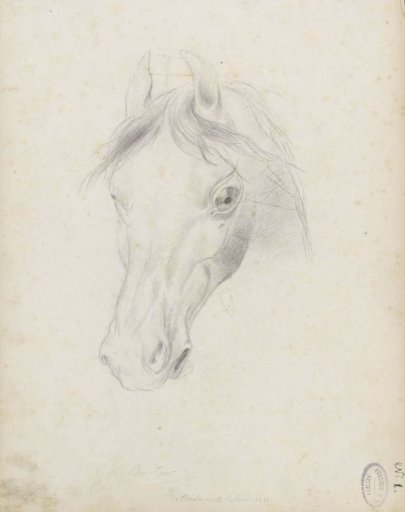 Horse head