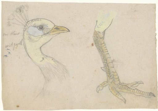 Head and Foot of a Peacock