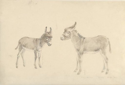 Two donkeys