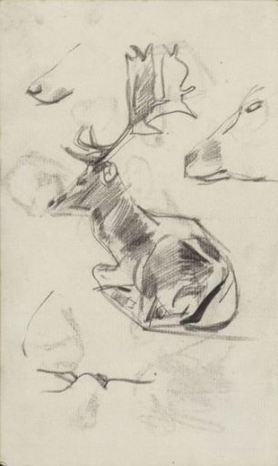 Studies of a lying stag