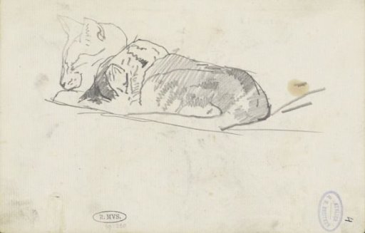 Sleeping cat