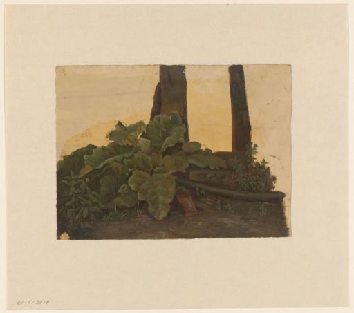 Plants at the Foot of a Tree Trunk