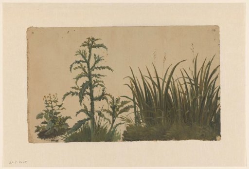 Thistle and Reeds